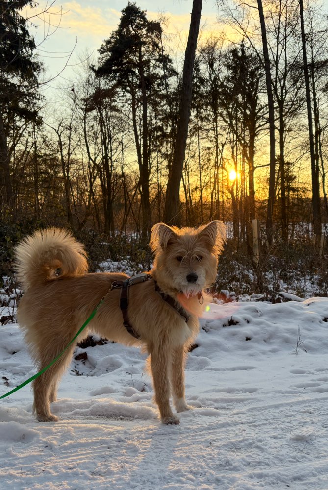 Hundetreffen-Hundekumpel für Gassi und Spielen-Profilbild