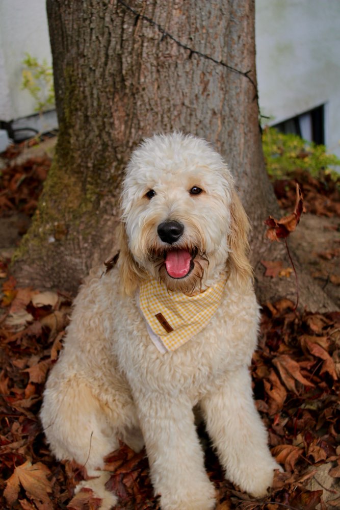 Hundetreffen-Gemeinsame Spaziergänge-Profilbild