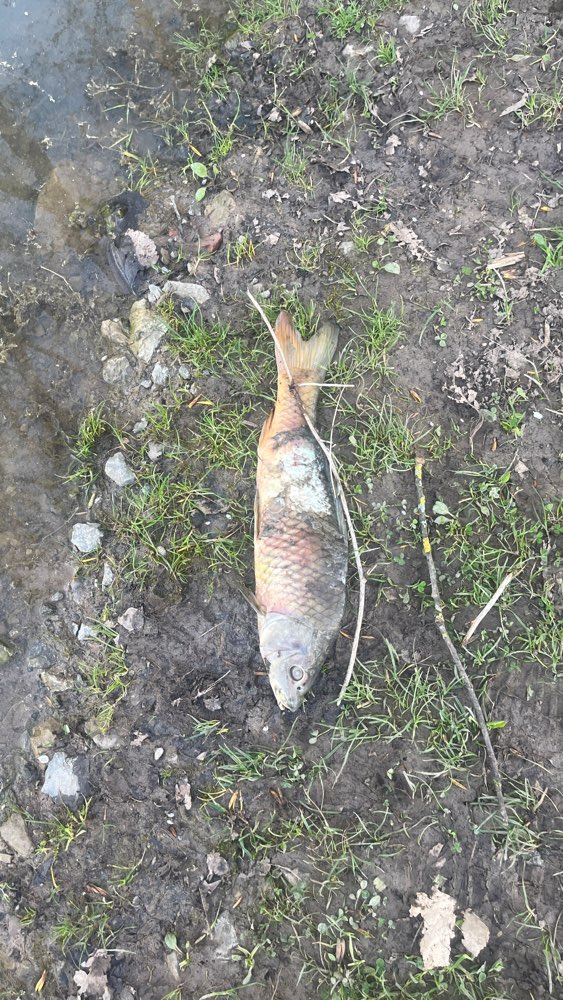 Giftköder-Tote Fische am Renninger-See-Profilbild