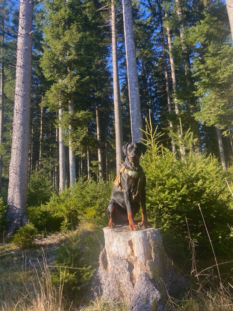 Hundetreffen-Social Walks/Wanderungen/Spiele/Training-Profilbild