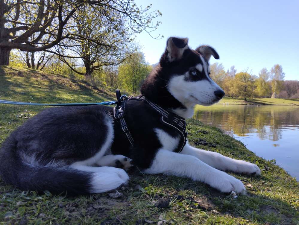 Hundetreffen-Welpenspieltreff-Profilbild