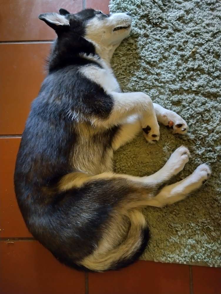 Das süßeste Schläfchen 💤 Banner