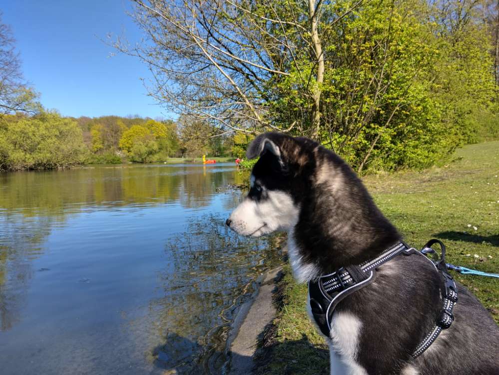 Hundetreffen-Spielstunde-Profilbild