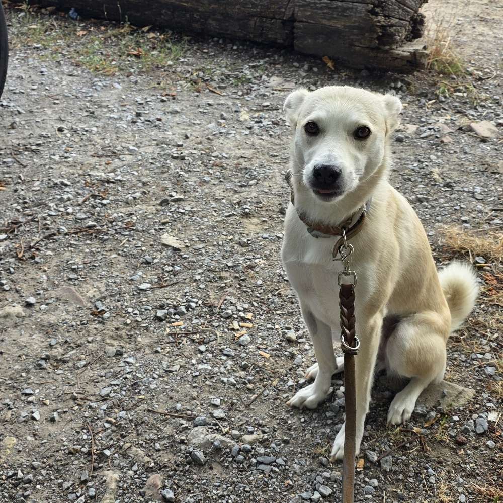 Hundetreffen-Gemeinsamer Spaziergang mit eventuellem Freilauf-Profilbild