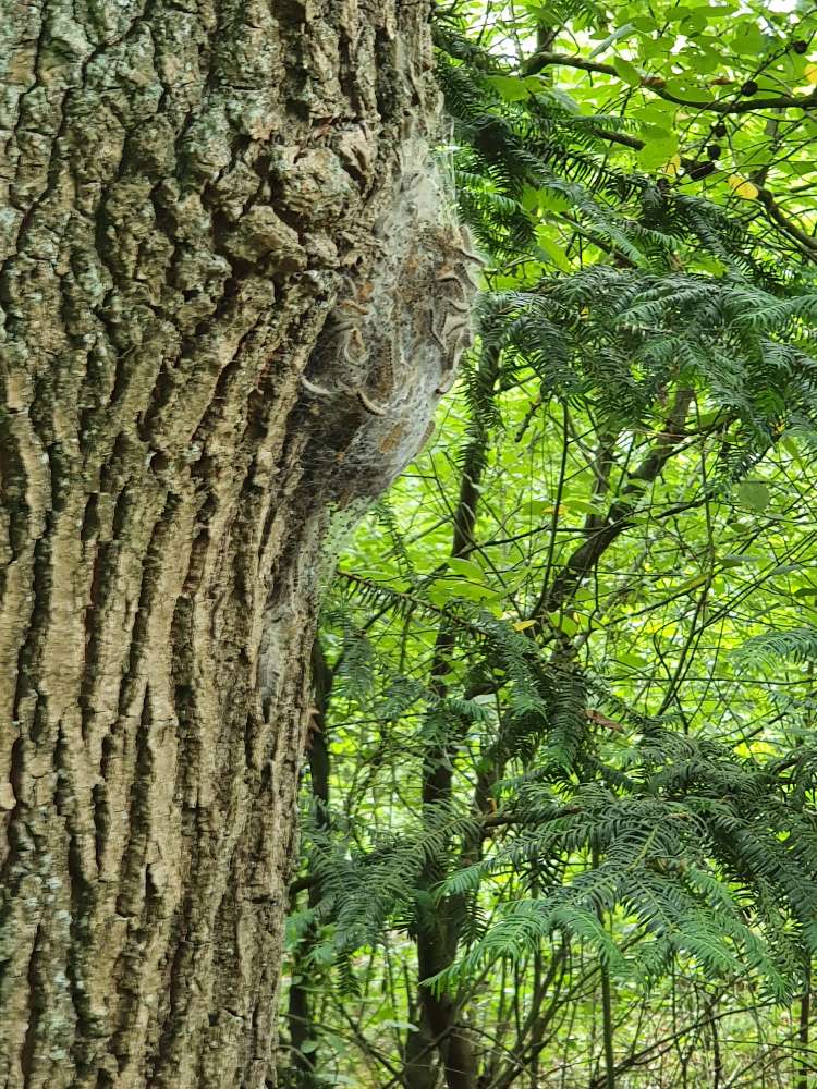 Giftköder-EPS Aaperbusch-Profilbild