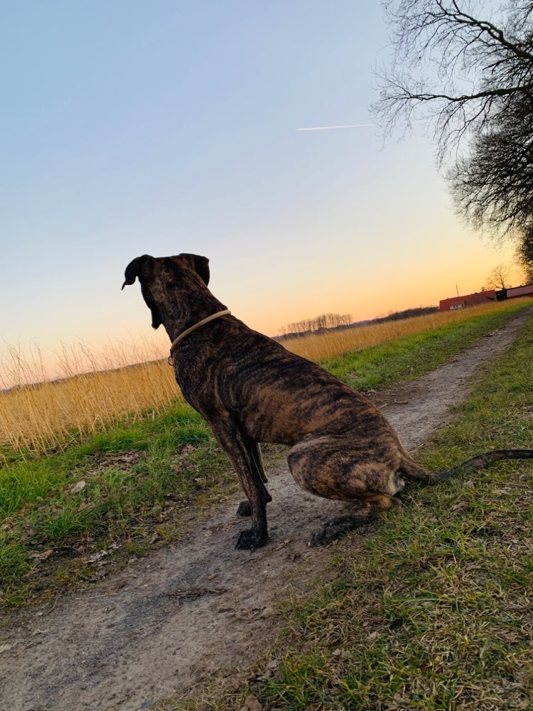 Hundetreffen-Spielrunde große Hunde-Profilbild