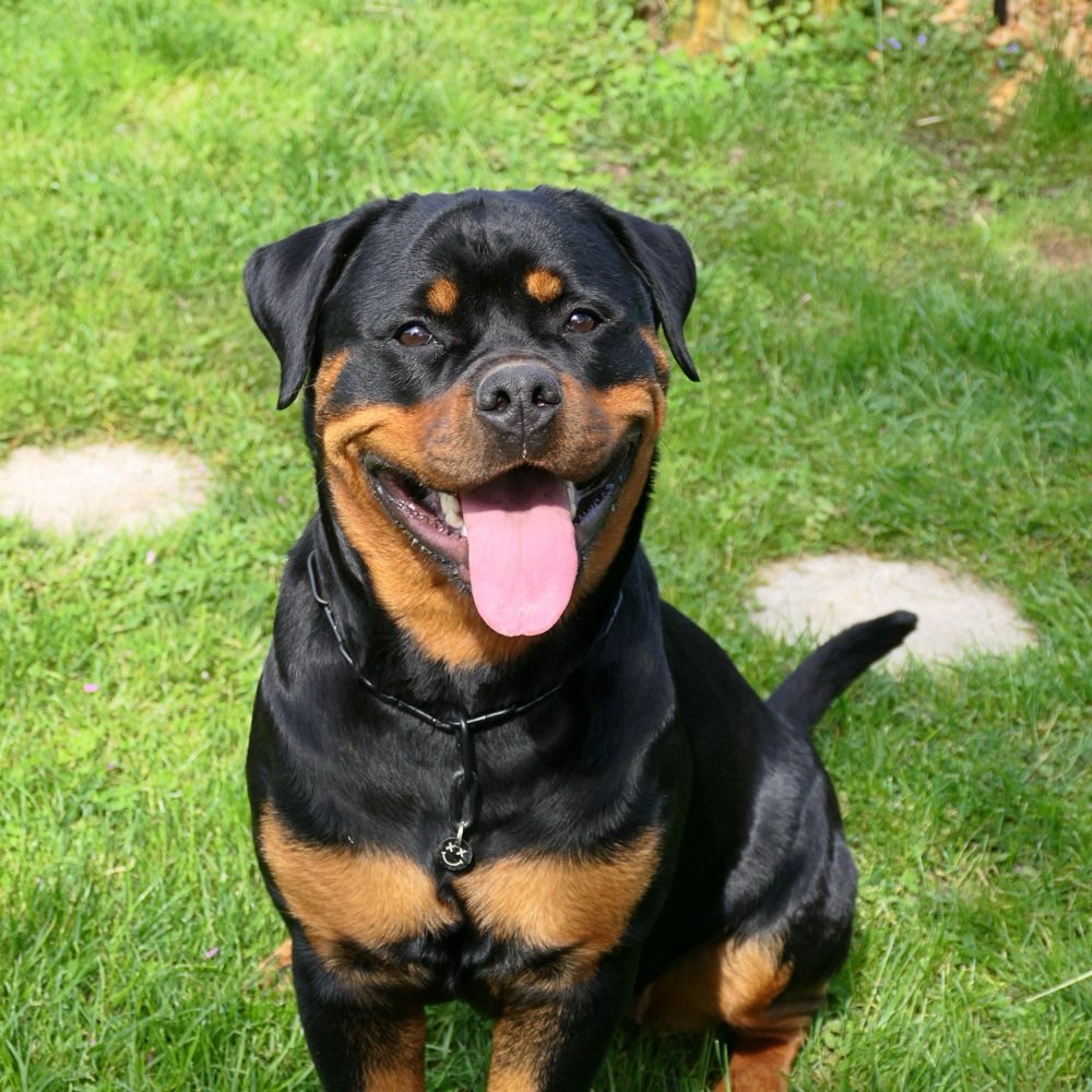 Hundetreffen-Trainingsspaziergang Social Walk-Profilbild