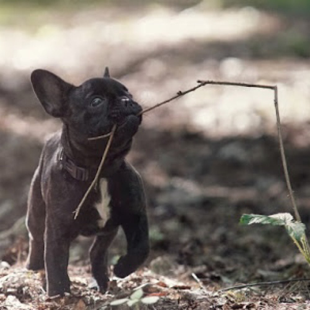 Hundetreffen-Spielpartner gesucht-Profilbild