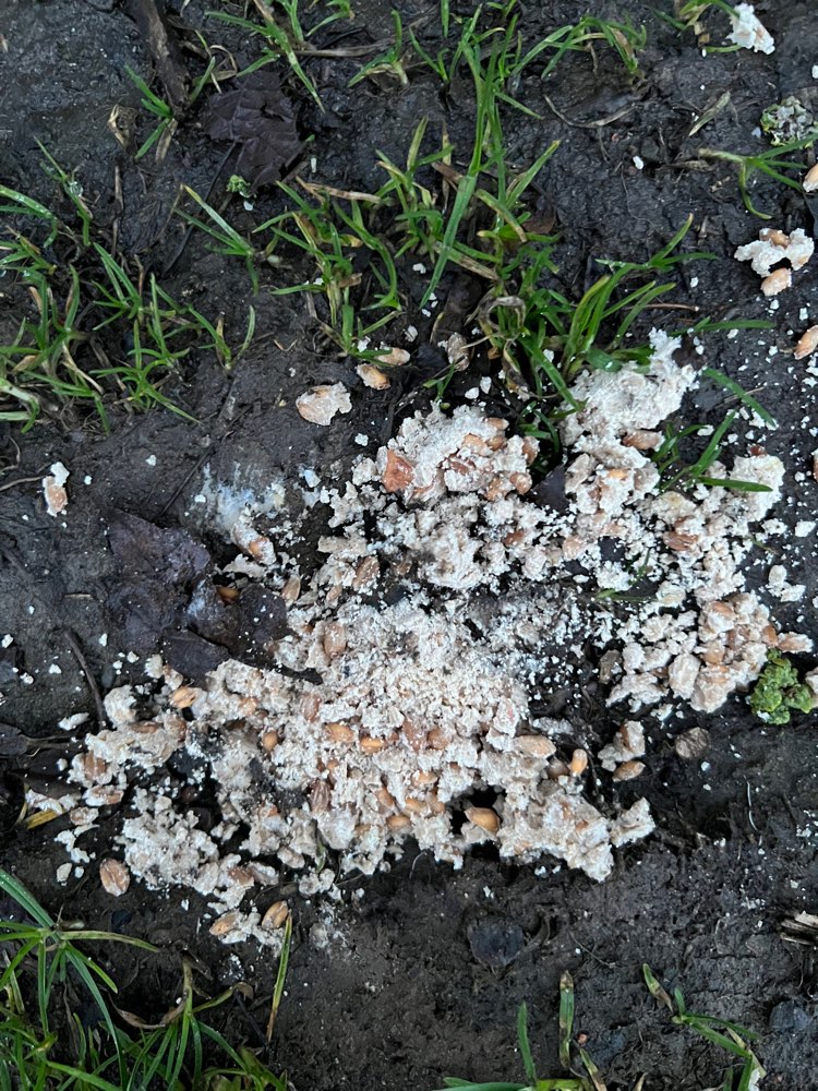 Giftköder-Eventuell giftköder-Profilbild