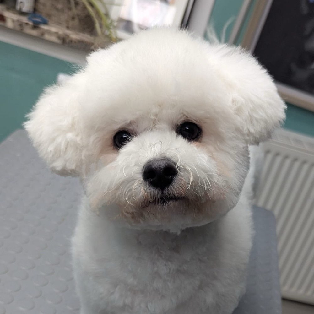 Hundetreffen-Ich suche einen Hundekumpel am besten in meiner Größe zum spazieren gehen.-Profilbild