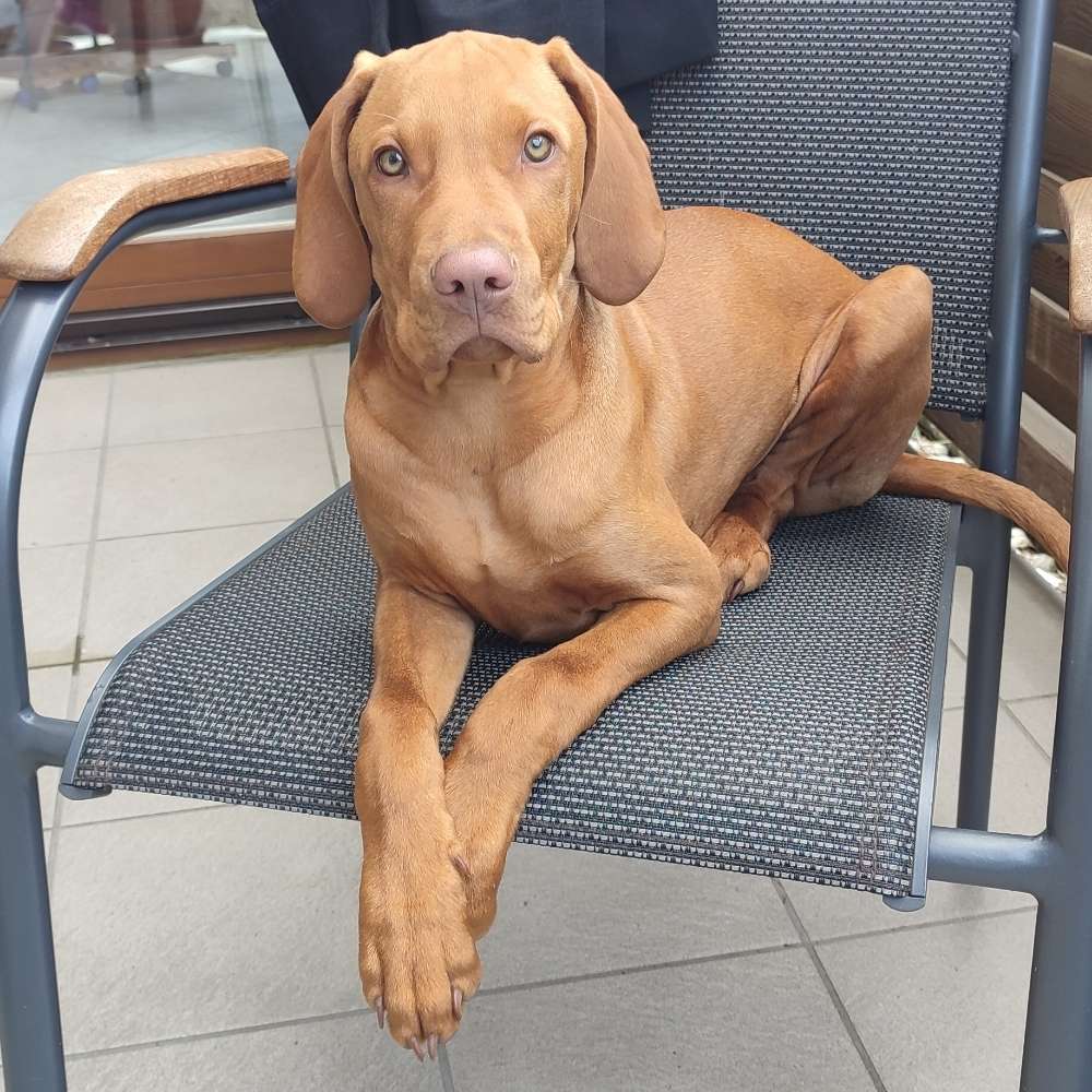 Hundetreffen-Vizsla Junghund sucht Freund(e) zum Spielen-Profilbild