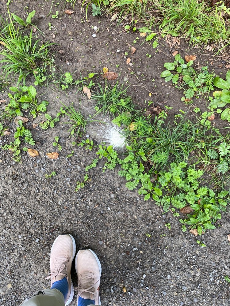 Giftköder-Weißes Pulver am Waldweg-Profilbild