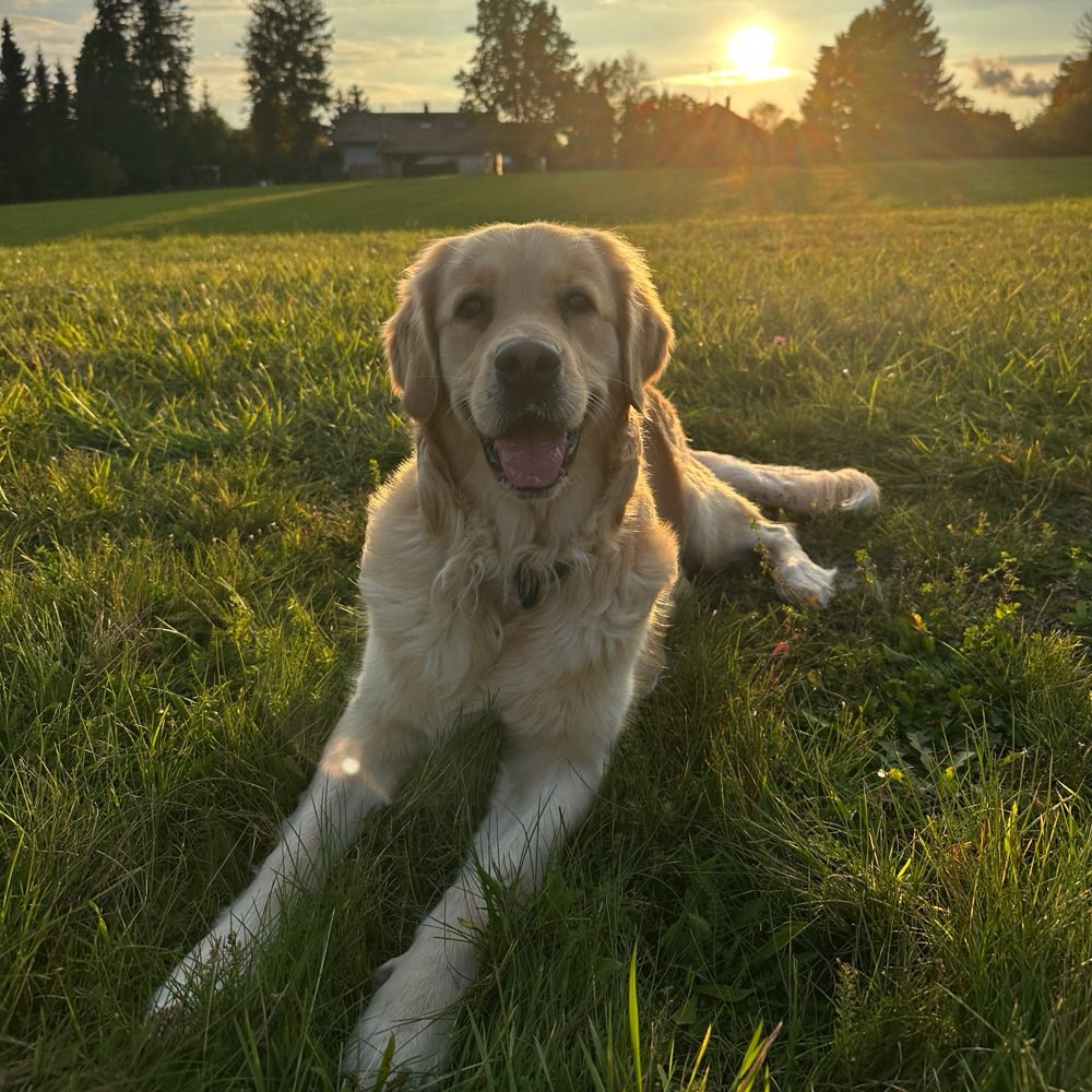 Hundetreffen-Gassi/- und Spielrunden :-)-Profilbild