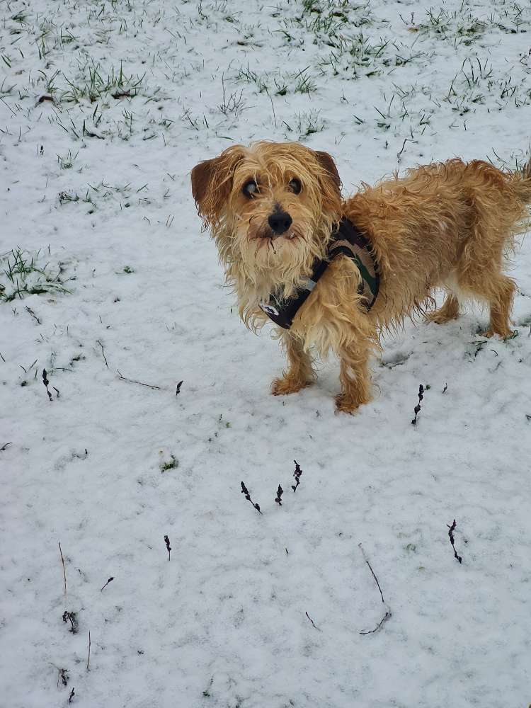 Hundetreffen-Senioren Runde-Profilbild