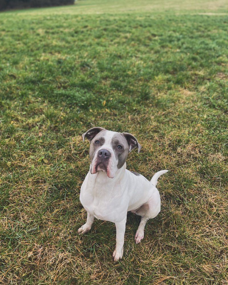 Hundetreffen-Hundetraining/Socialwork-Profilbild