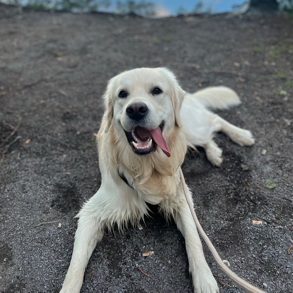 Hundetreffen-Treffen zum spielen & trainieren🐶-Profilbild