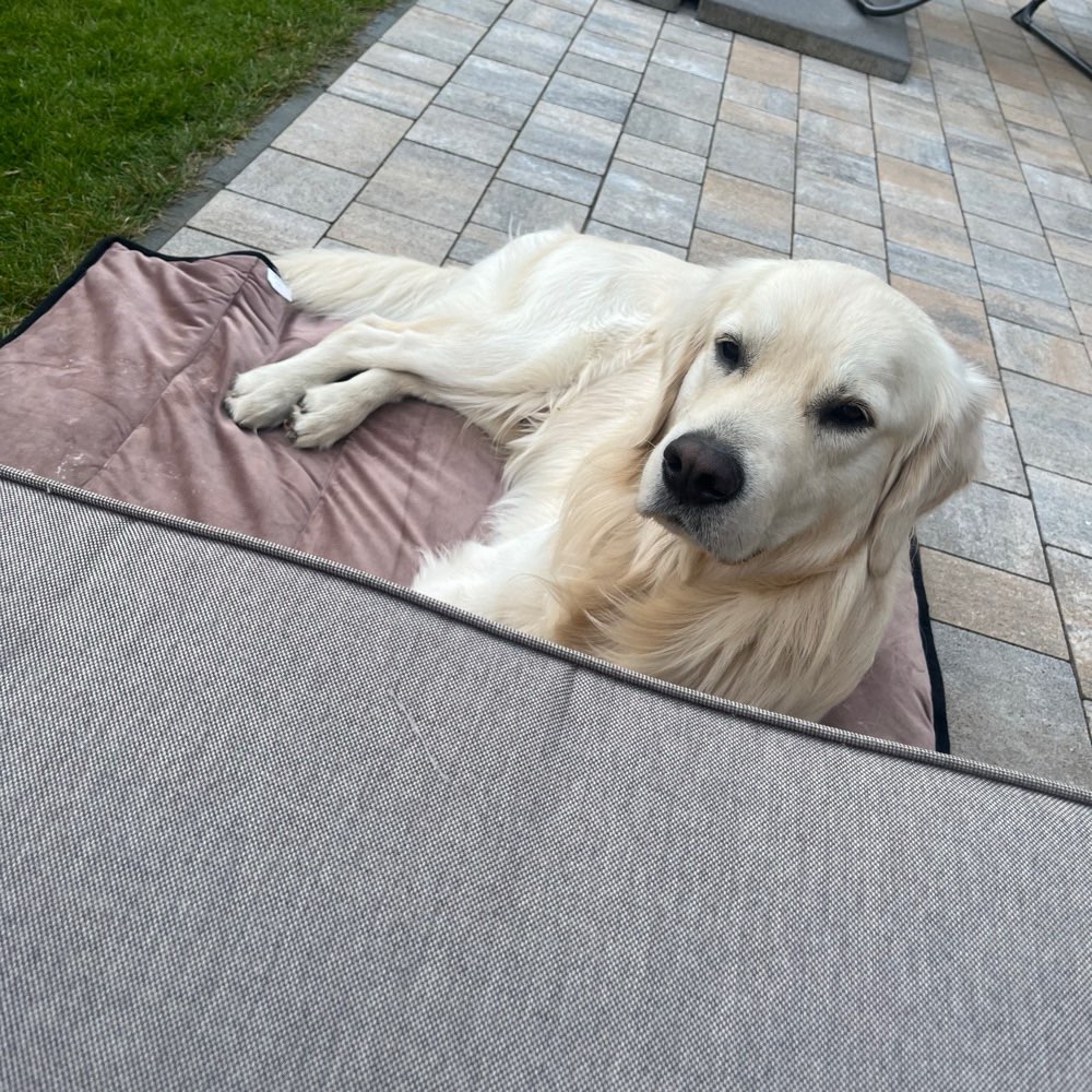 Hundetreffen-Hundebetreuung🐶-Profilbild