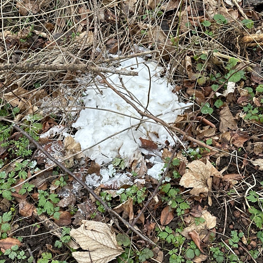 Giftköder-Komisches weißes Zeug-Profilbild