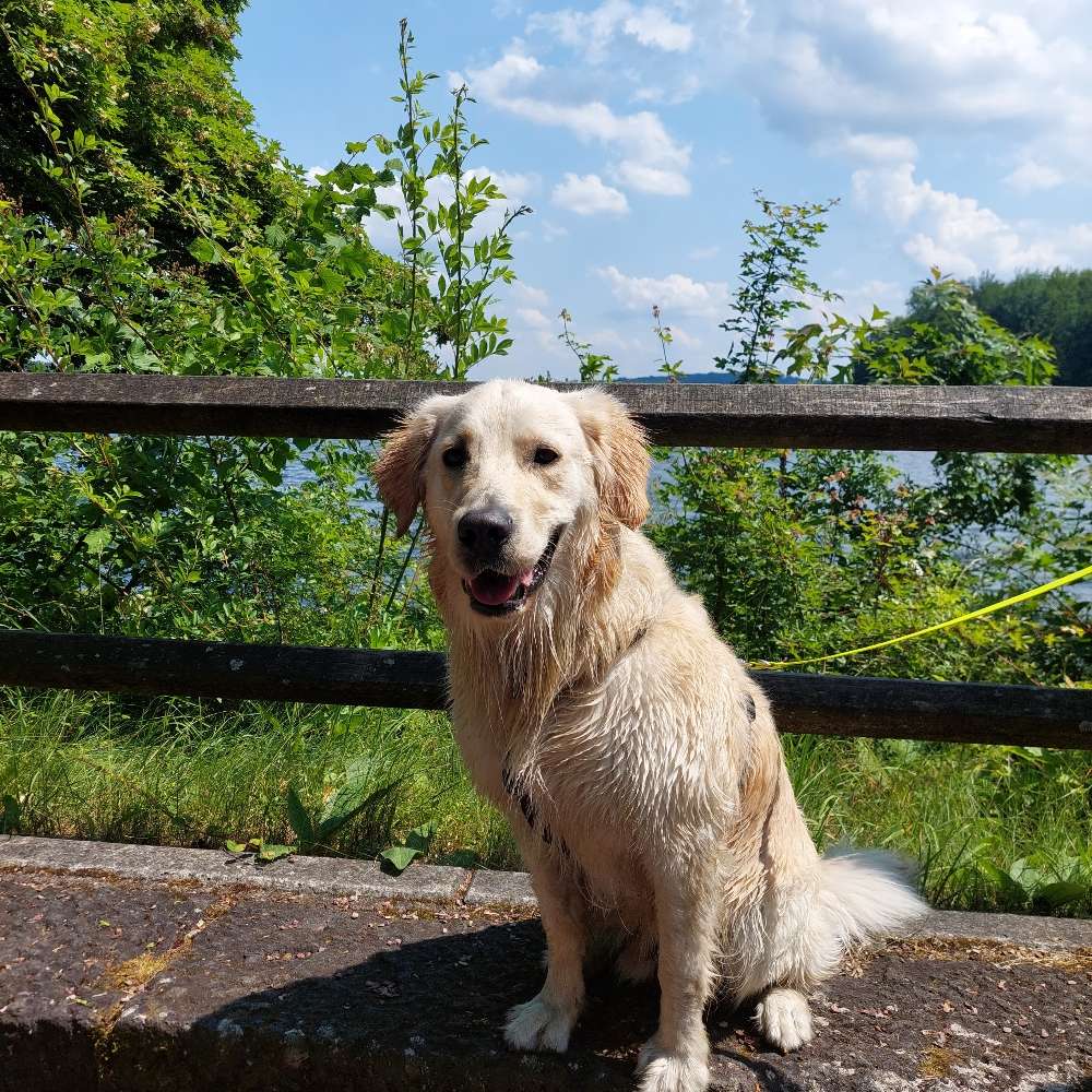 Hundetreffen-Gassirunden zum sozialisieren-Profilbild