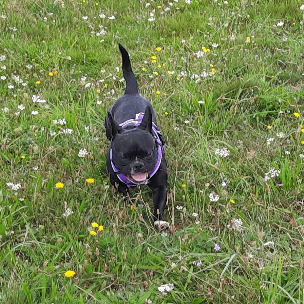 Hundetreffen-Gemeinsame Spaziergänge-Profilbild