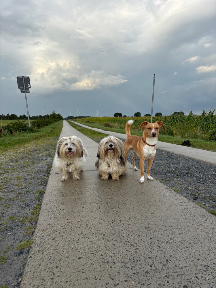 Hundetreffen-Gruppenspaziergang-Profilbild