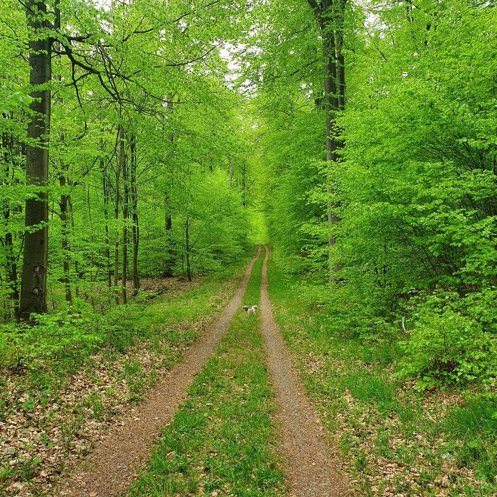 Hundetreffen-Gemeinsame Gassirunde, Spiel und Spaß-Profilbild