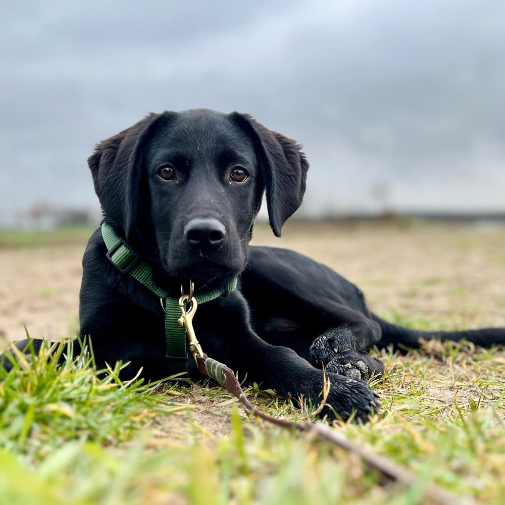 Hundetreffen-Spielrunde Hundewiese 3 Bogenbrücke-Profilbild
