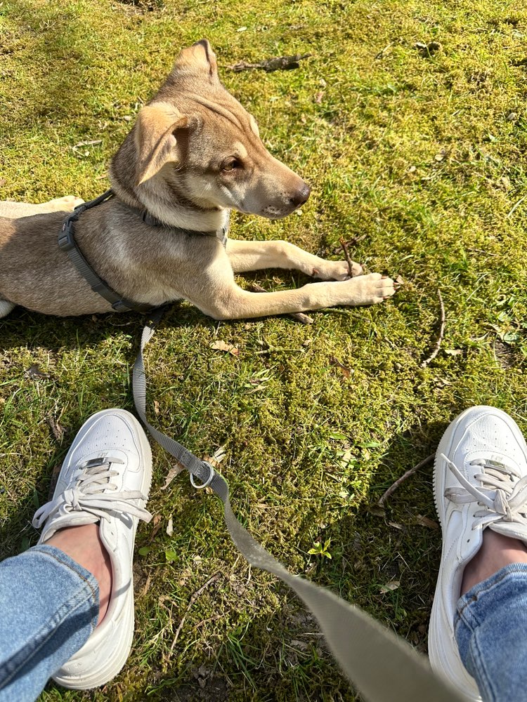 Hundetreffen-Treffen in Rothenburgsort und nähere Umgebung-Profilbild