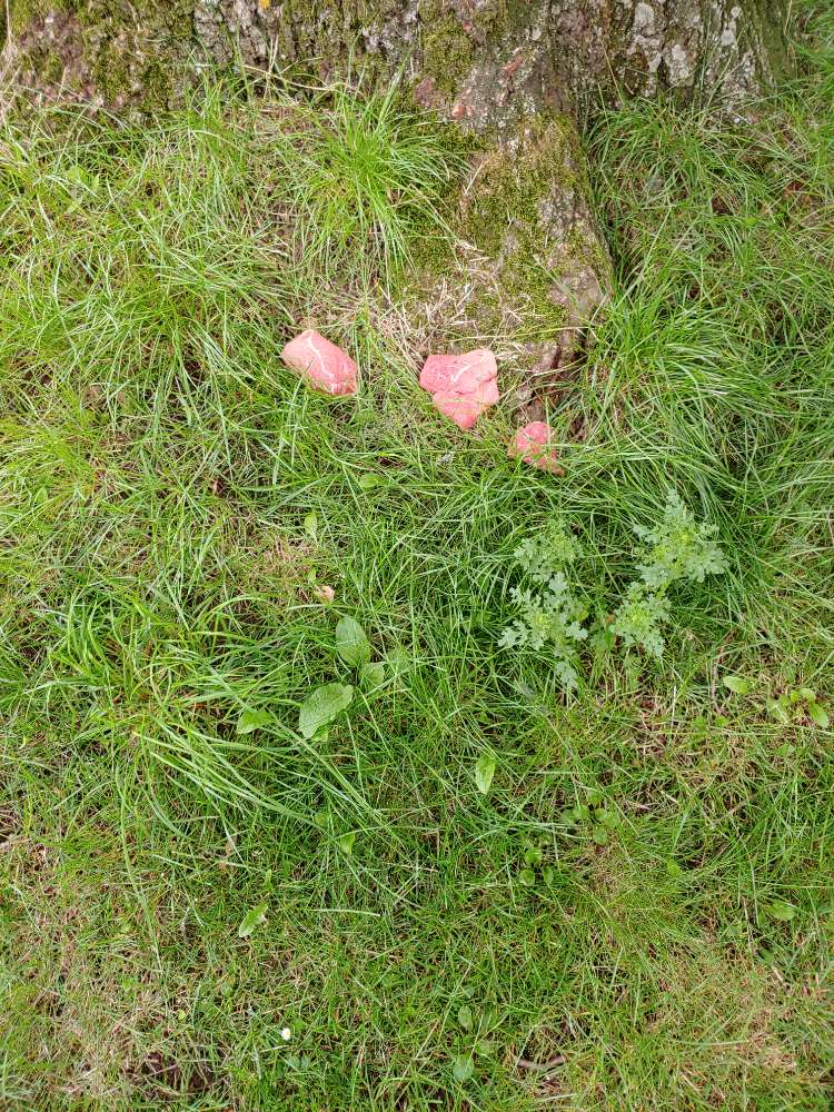 Giftköder-Vielleicht Gift ausgelegt-Profilbild