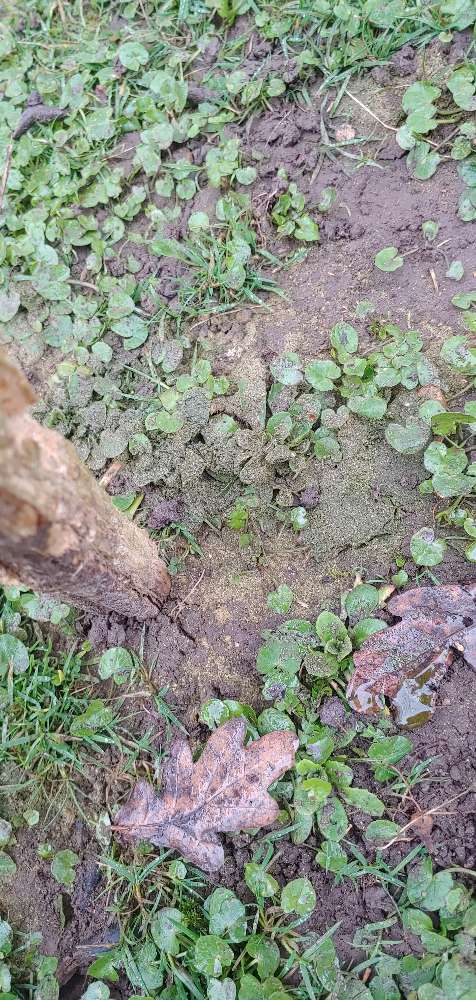 Giftköder-Eventuell Gift-Profilbild