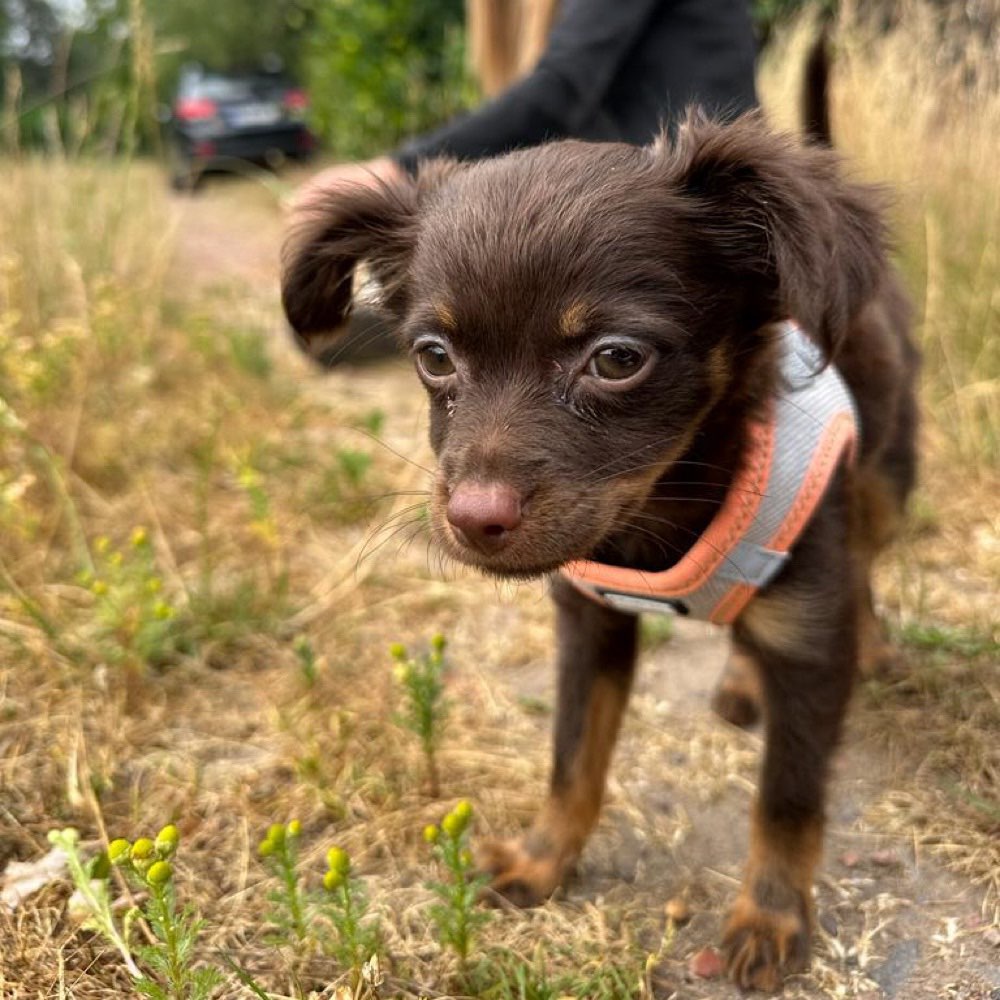 Hundetreffen-Spieltreffen/spazieren-Profilbild