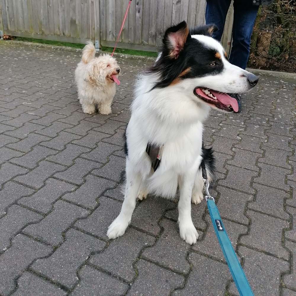 Hundetreffen-Sozialverhalten Gassi Runde-Profilbild