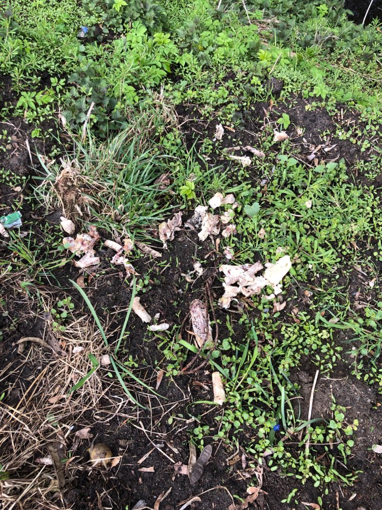 Giftköder-Kadaver-Profilbild