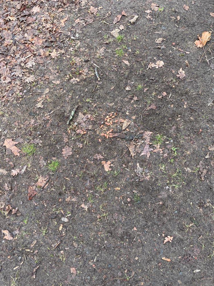 Giftköder-Zerkleinerte Salamisticks-Profilbild