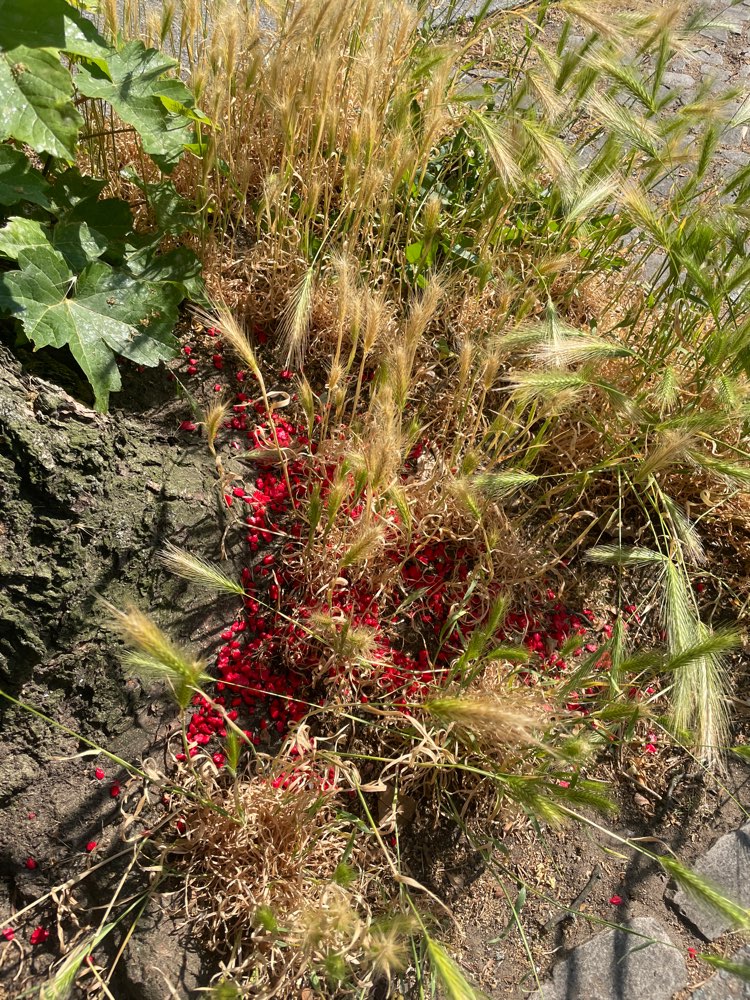 Giftköder-Rotes Rattengift ausgestreut-Profilbild