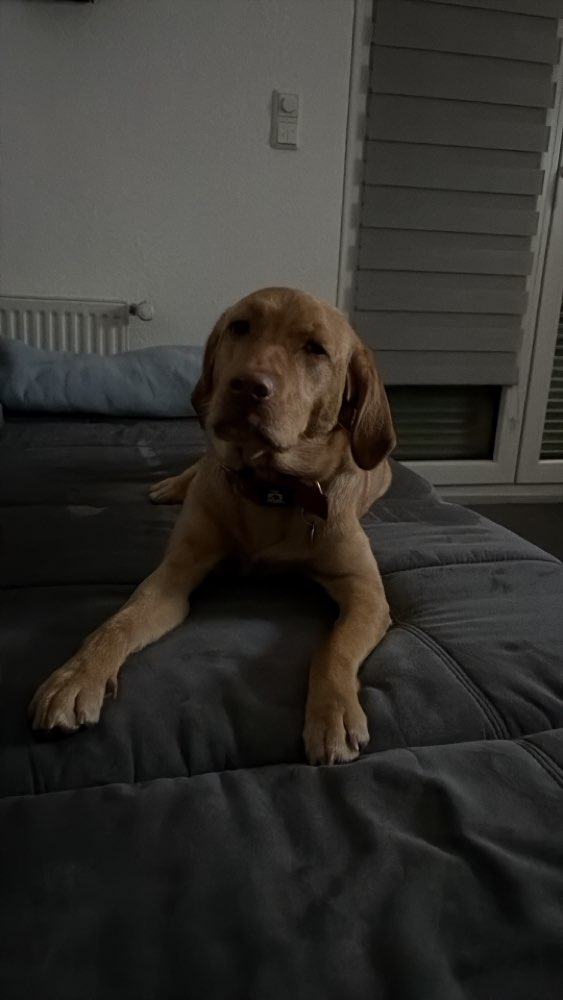 Hundetreffen-Spazier-und Spielrunden in Schiffweiler 66578-Profilbild