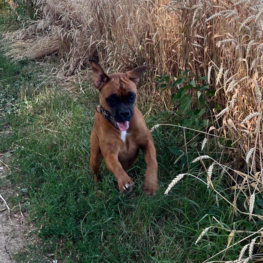 Hundetreffen-Gassirunde und spielen-Profilbild