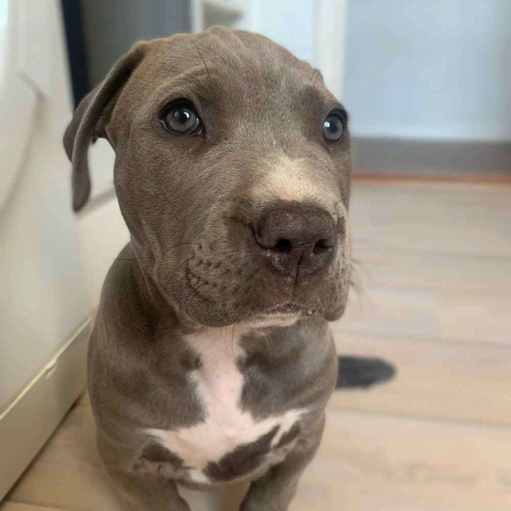 Hundetreffen-Welpentreffen in und um Flensburg-Profilbild