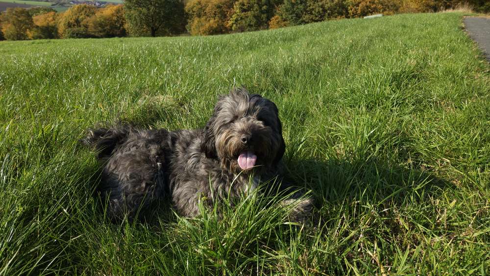 Hundetreffen-Spaziergang in Lemgo-Profilbild