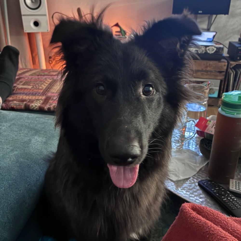 Hundetreffen-Social walks und Hundekumpel gesucht-Profilbild