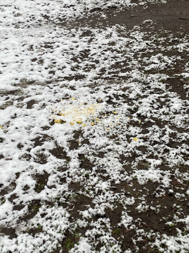 Giftköder-Verdächtiges Futtergemisch am Boden-Profilbild