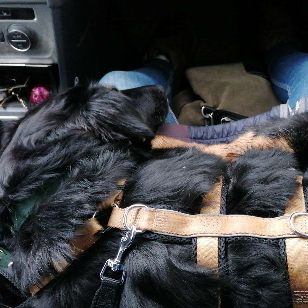 Hundetreffen-Erfahrener Stadthund für Gassi Runde gesucht-Profilbild