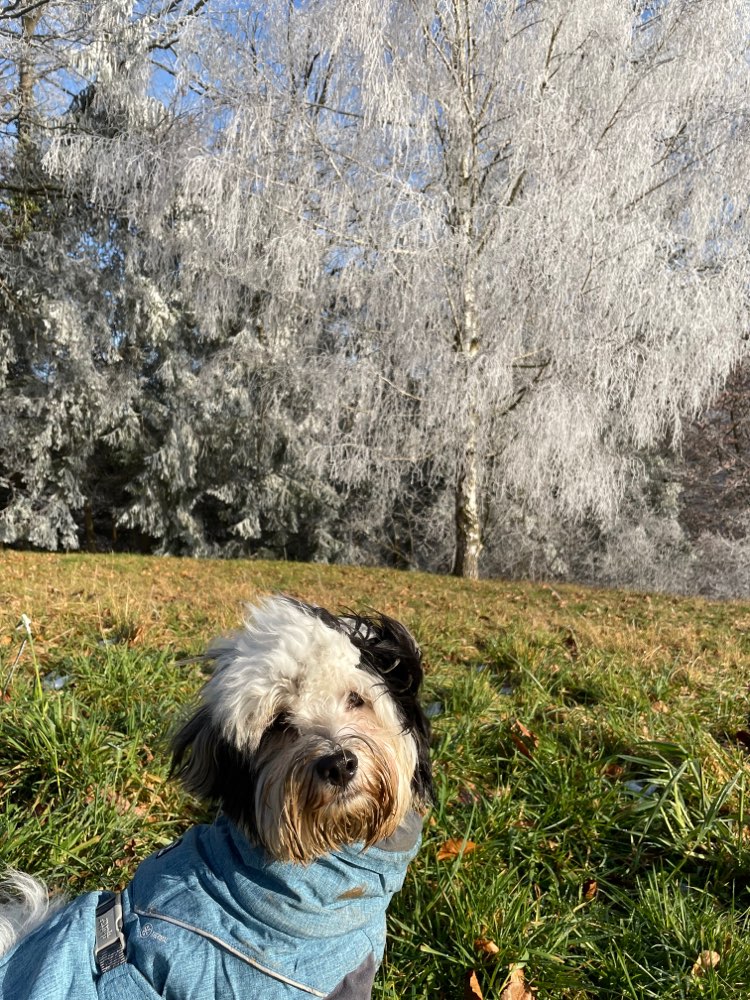 Hundetreffen-Freue mich auf gemeinsame Spaziergänge. Meldet Euch bei mir🐶😉-Profilbild