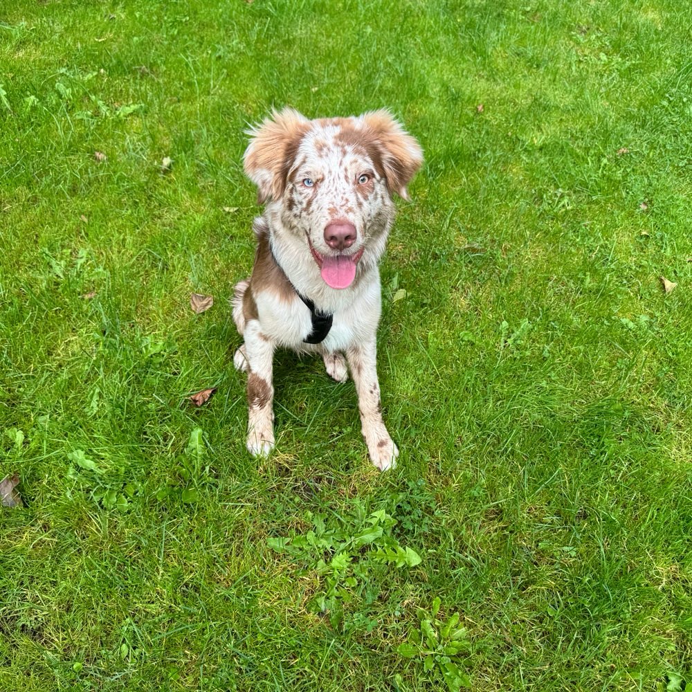 Hundetreffen-Gassirunde in Bramfeld-Profilbild