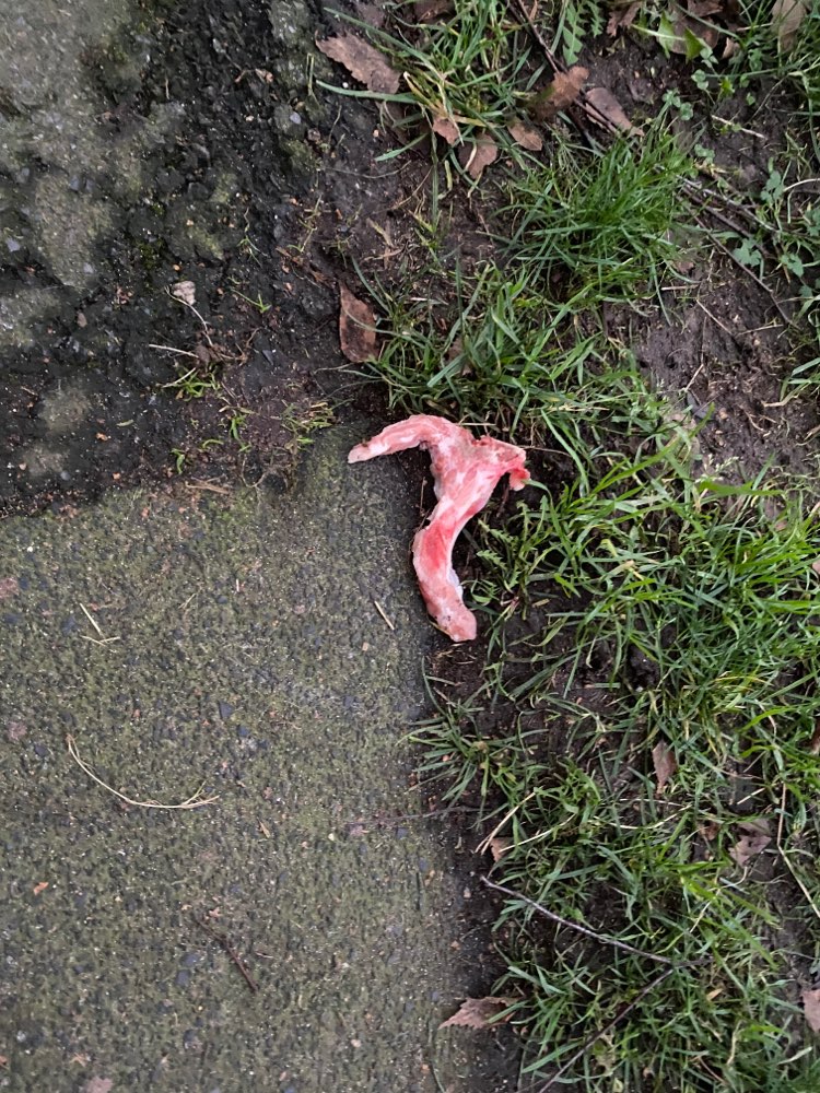 Giftköder-Fleischstücke am Rand der Wiese-Profilbild