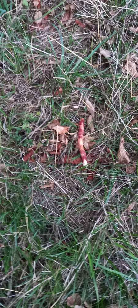 Giftköder-Kaustangen-Profilbild