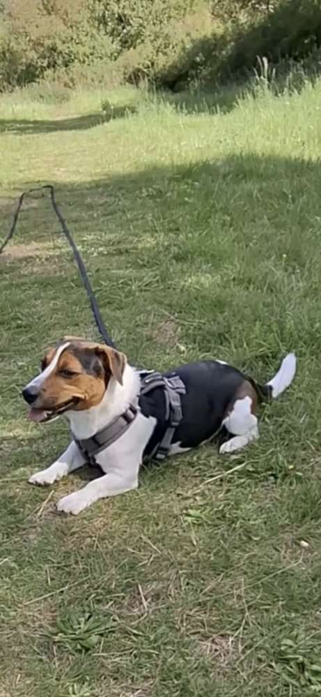 Hundetreffen-Suche netten Kontakt zum Gassi gehen in Neuenhagen-Profilbild