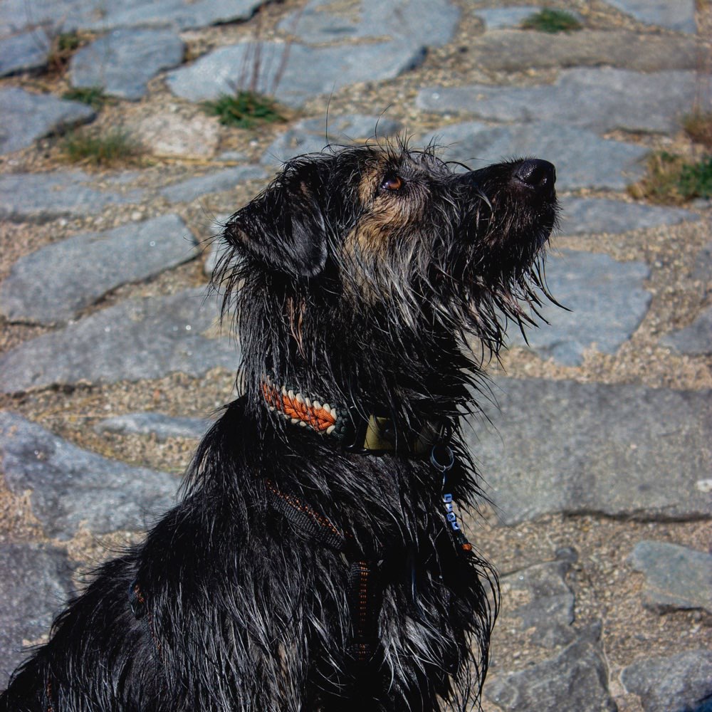 Hundetreffen-Spaziergang mit anschließendem toben-Profilbild