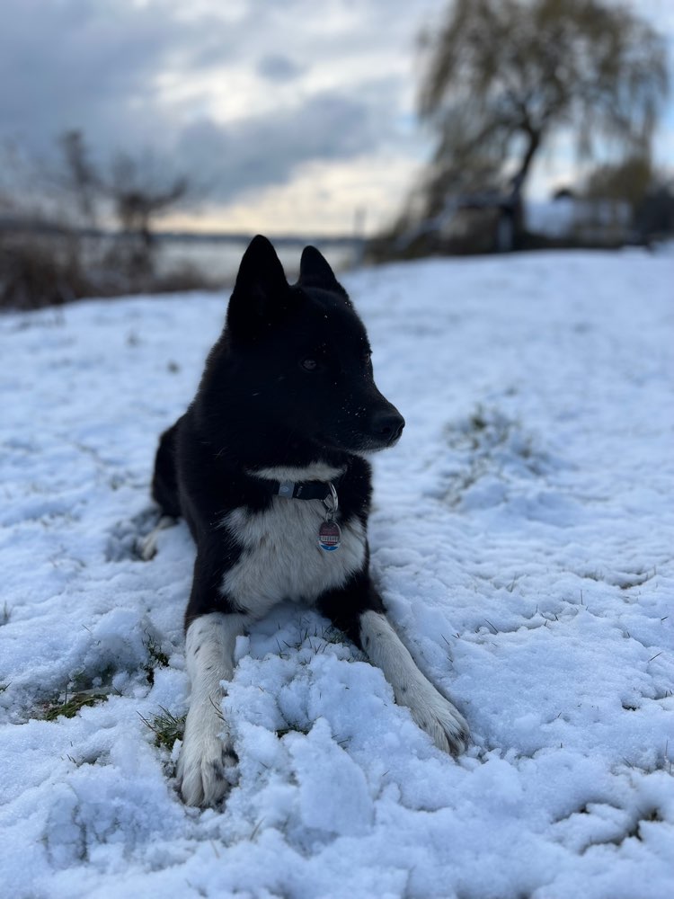 Hundetreffen-Spielfreund gesucht-Profilbild