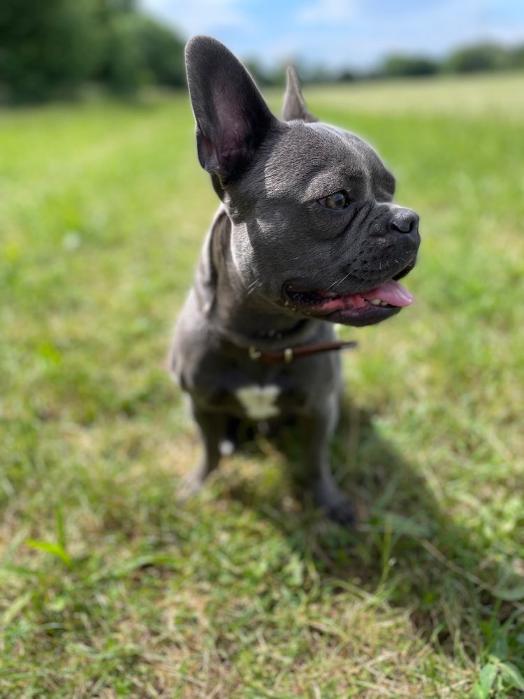 Hundetreffen-Play Date 🎾🐶🐕-Profilbild